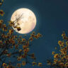 ​From Wolf Moon to Worm Moon: Distinctive full moons of 2024​