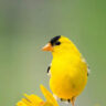 ​10 flowers that can invite birds and butterflies to your balcony backyard