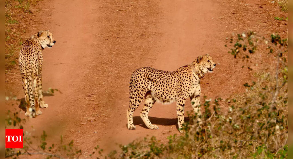 National Tiger Conservation Authority: No cheetah info: Madhya Pradesh first cited national security, now it’s international ties | Bhopal News