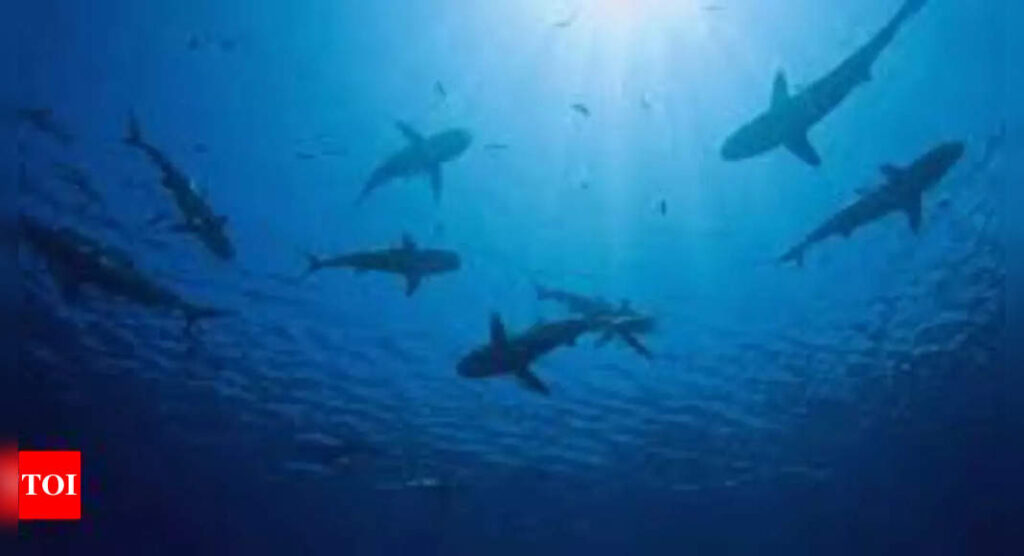 Who needs males? Italian sharks go solo for baby-making