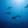 Who needs males? Italian sharks go solo for baby-making