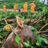 Wayanad mayhem: Human rescue takes priority, animals left in limbo | Kochi News