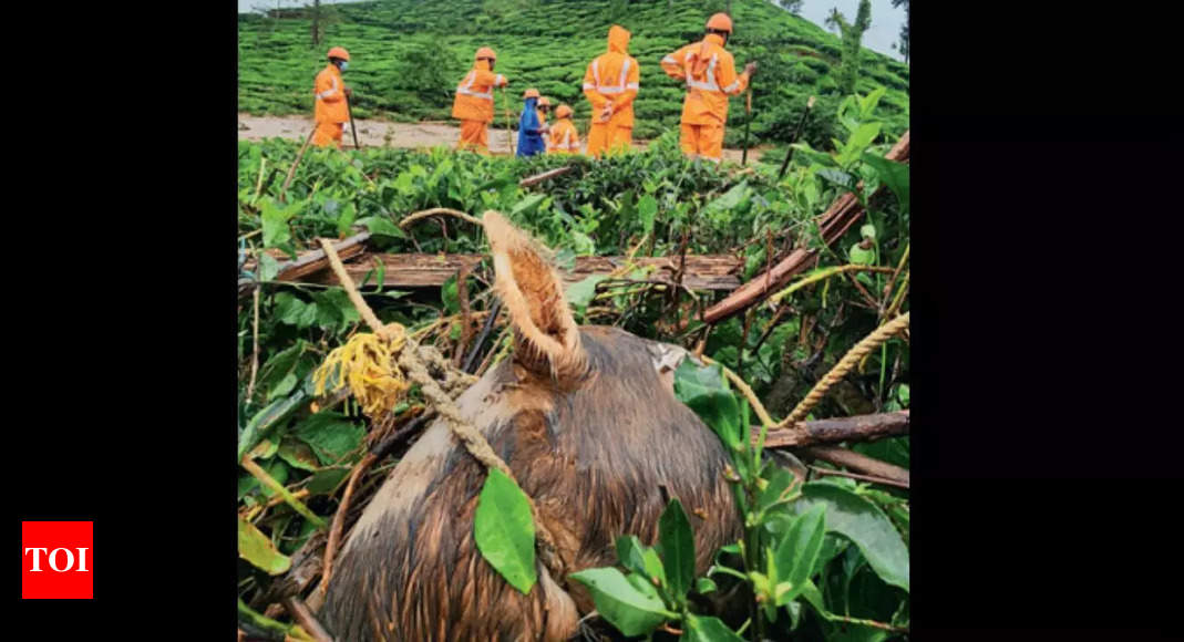 Wayanad mayhem: Human rescue takes priority, animals left in limbo | Kochi News