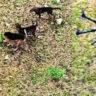 Drones to the rescue: Biryani airdropped to trapped dogs near Mettur Dam in Tamil Nadu | Salem News