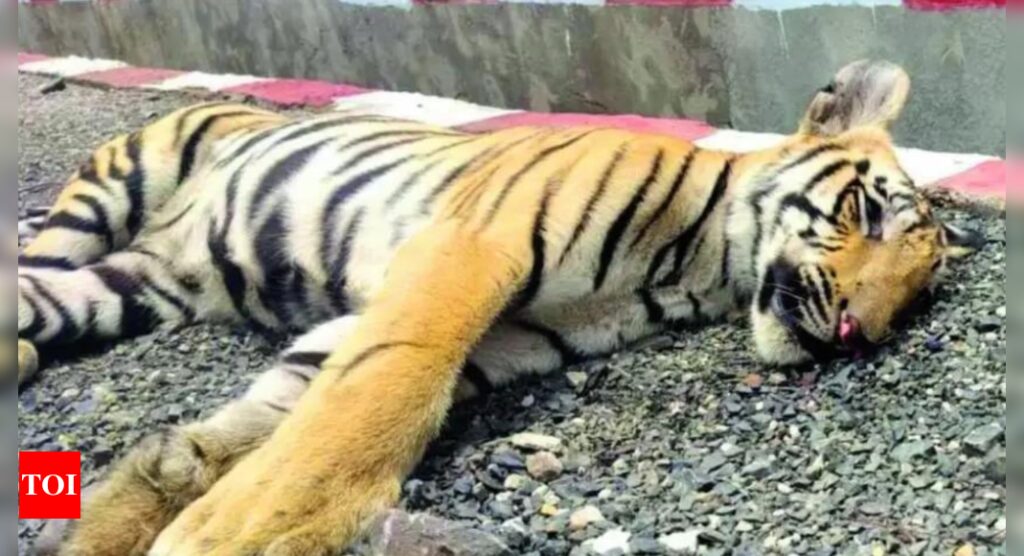 'If Assam can why can't we?': Foresters want to seize train that killed 3 tiger cubs in Madhya Pradesh | Bhopal News