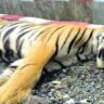 'If Assam can why can't we?': Foresters want to seize train that killed 3 tiger cubs in Madhya Pradesh | Bhopal News