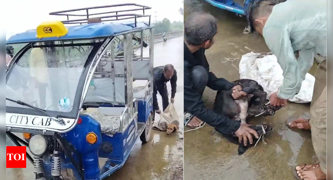 Stray Dogs: Police rescue six strays tied in sacks from being thrown off bridge | Bhopal News