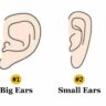 Character Traits: The scale of your ears can uncover your hidden traits | – Instances of India