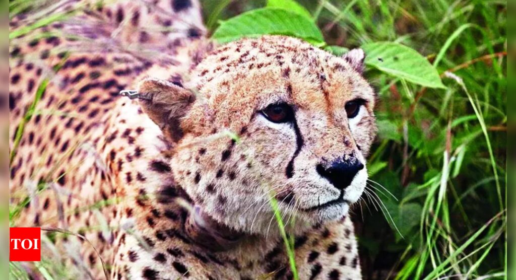 Cheetah cub dies at MP's Kuno; suffered spinal fracture in fall | Bhopal News