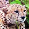 Cheetah cub dies at MP's Kuno; suffered spinal fracture in fall | Bhopal News