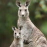 Exploring Kangaroos: Unique traits, behaviours, and adaptations and more |