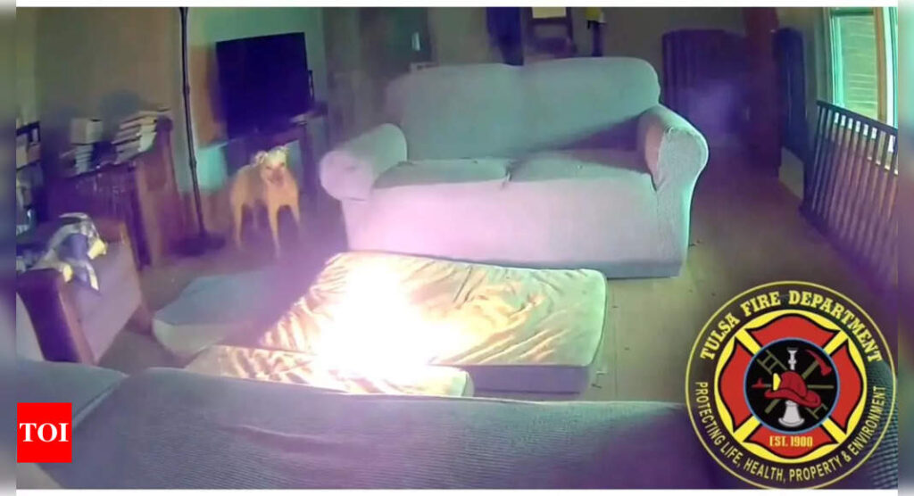 Watch: How a pet dog caused fire after it bites into mobile power bank