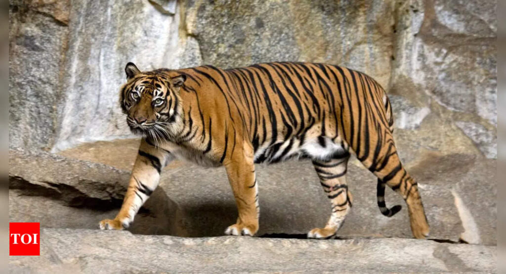 Discover the majestic world of tigers: From endangered subspecies to extinct variants |