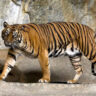 Discover the majestic world of tigers: From endangered subspecies to extinct variants |