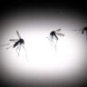 Mosquitoes bite into health insurance claims