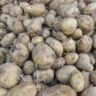 Bribe: Cop demands 5kg of potatoes as bribe in Uttar Pradesh | Lucknow News