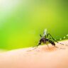 Dengue-Chikungunya Security Suggestions: Discover these minute particulars in your home to remain protected | – Occasions of India