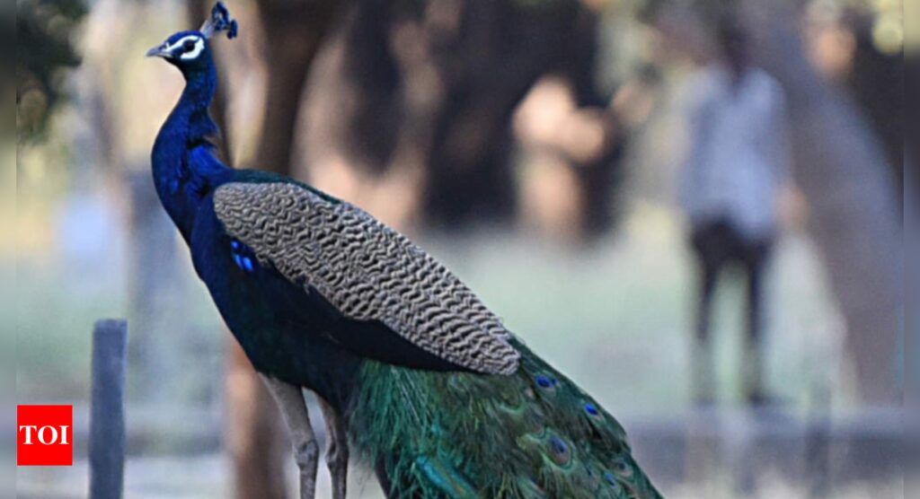 Wildlife Protection: YouTuber sparks outrage over peacock cooking video | Hyderabad News