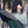 Wildlife Protection: YouTuber sparks outrage over peacock cooking video | Hyderabad News